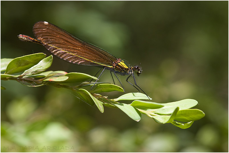 Calopteryx virgo photo 6