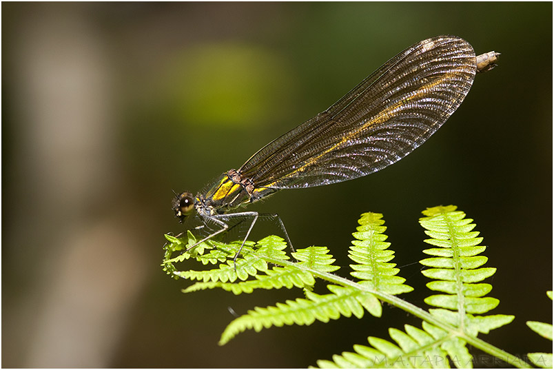 Calopteryx virgo photo 7