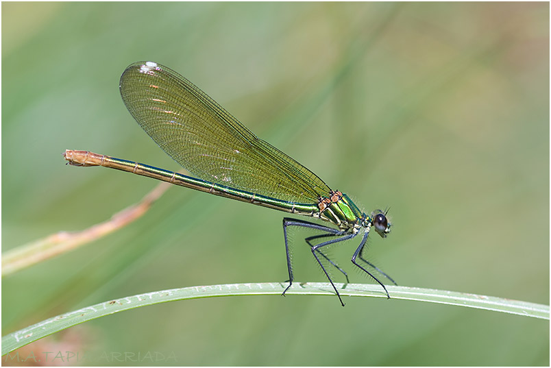 Calopteryx xanthostoma 10 Calopteryx xanthostoma photo 10