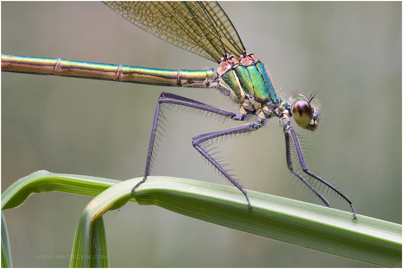 Calopteryx xanthostoma photo 1