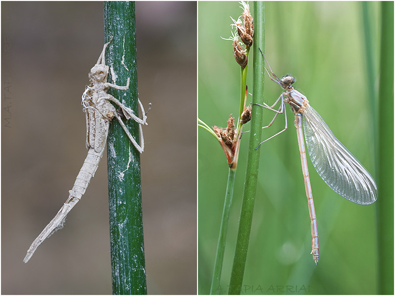 Calopteryx xanthostoma 2 Calopteryx xanthostoma photo 2