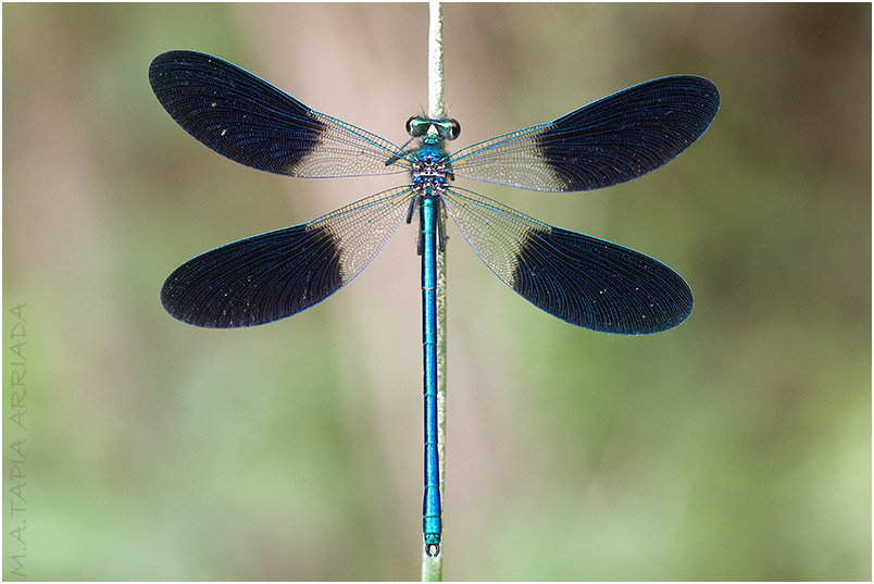 Calopteryx xanthostoma 5 Calopteryx xanthostoma photo 5