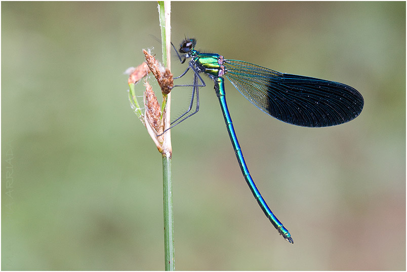 Calopteryx xanthostoma 6 Calopteryx xanthostoma photo 6