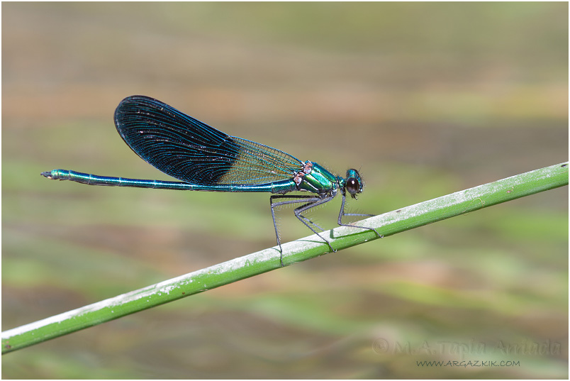 Calopteryx xanthostoma 8 Calopteryx xanthostoma photo 8