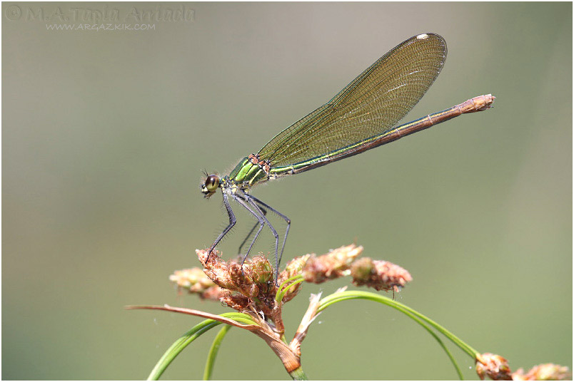 Calopteryx xanthostoma 9 Calopteryx xanthostoma photo 9