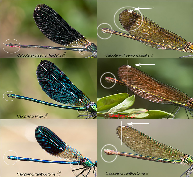 Calopteryx Gakoak