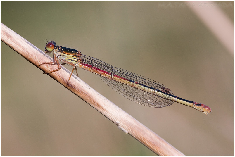 Ceriagrion tenellum photo 1