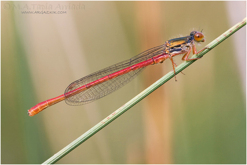 Ceriagrion tenellum photo 2
