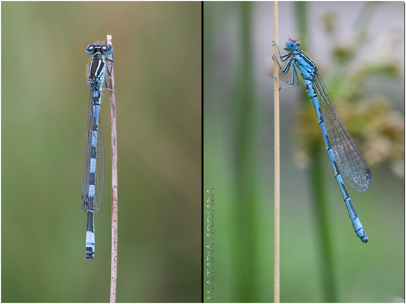 Coenagrion mercuriale 1 Coenagrion mercuriale photo 1