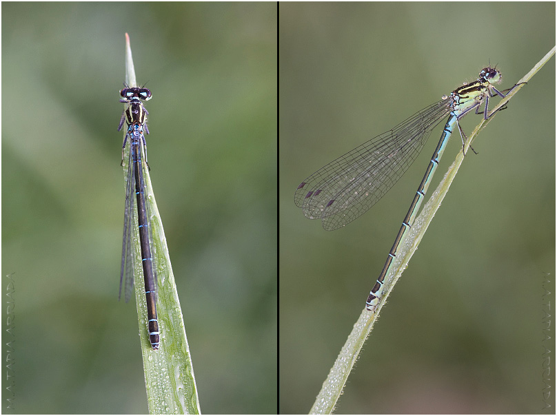 Coenagrion mercuriale 2 Coenagrion mercuriale photo 2