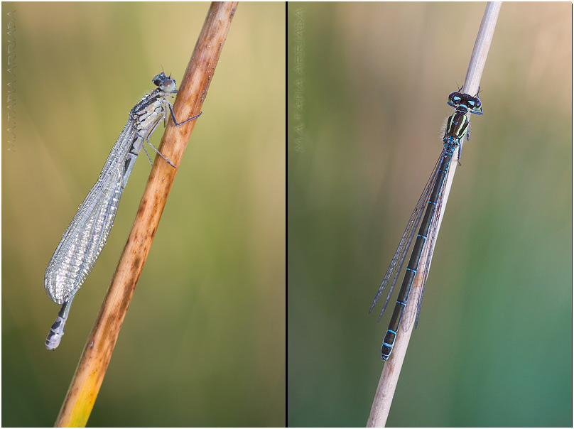Coenagrion mercuriale 3 Coenagrion mercuriale photo 3