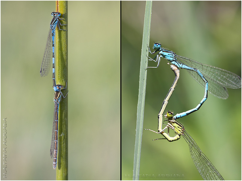 Coenagrion mercuriale 4 Coenagrion mercuriale photo 4