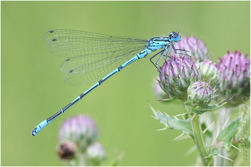 Coenagrion puella photo 2