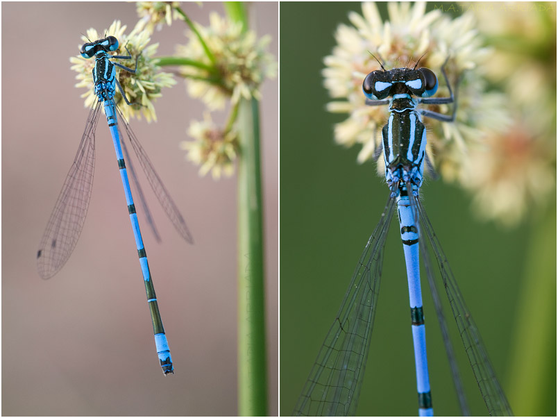 Coenagrion puella photo 3