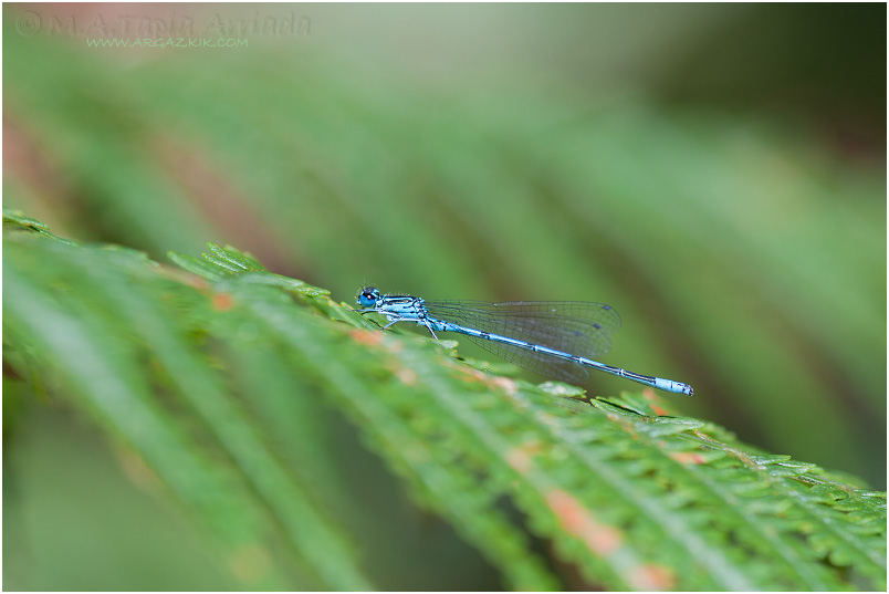 Coenagrion puella photo 4
