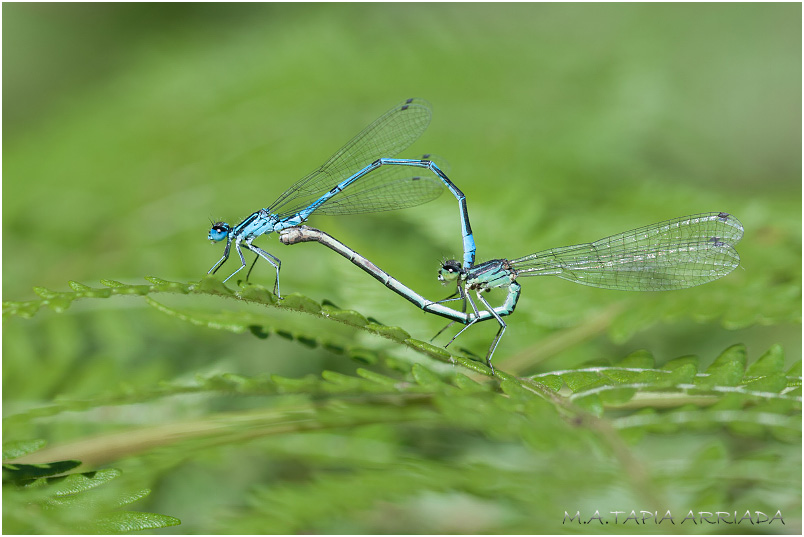 Coenagrion puella photo 5