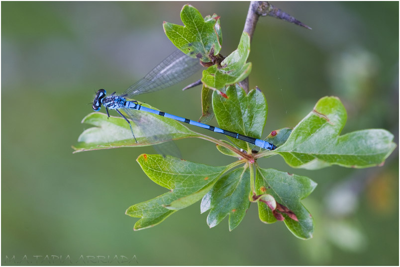 Coenagrion puella photo 6