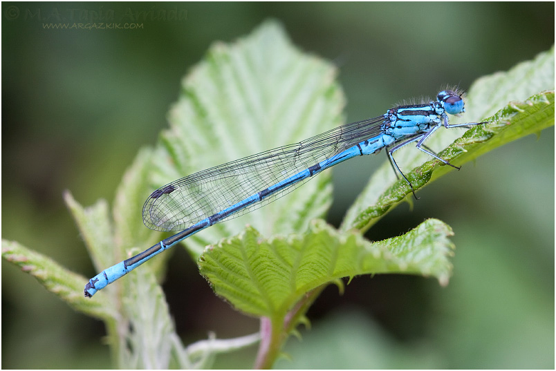 Coenagrion puella photo 7