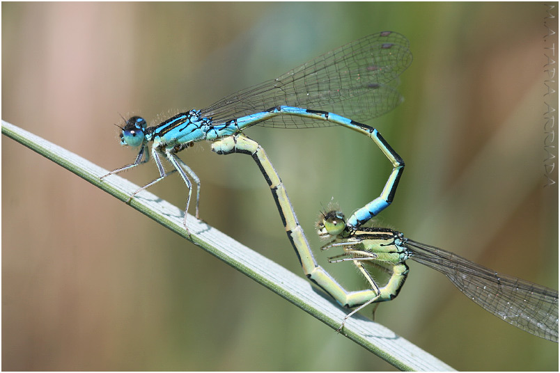 Coenagrion scitulum 1 Coenagrion scitulum photo 1