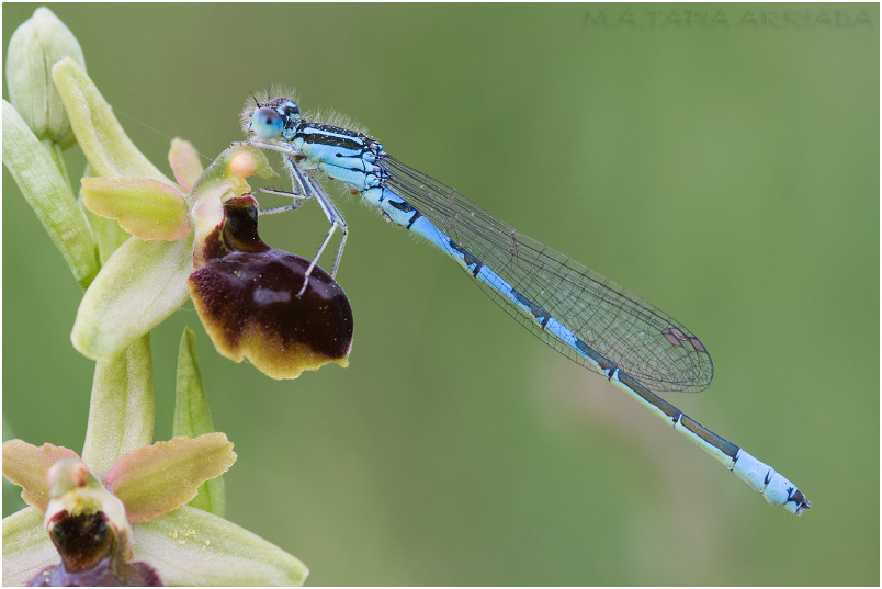 Coenagrion scitulum 2 Coenagrion scitulum photo 2