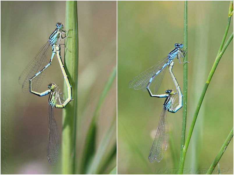 Coenagrion scitulum 3 Coenagrion scitulum photo 3