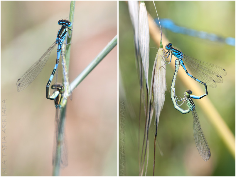 Coenagrion scitulum 4 Coenagrion scitulum photo 4