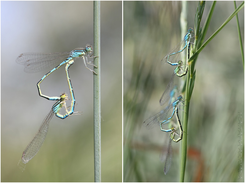 Coenagrion scitulum 5 Coenagrion scitulum photo 5