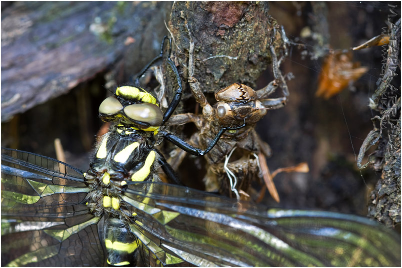 Cordulegaster bidentata photo 1