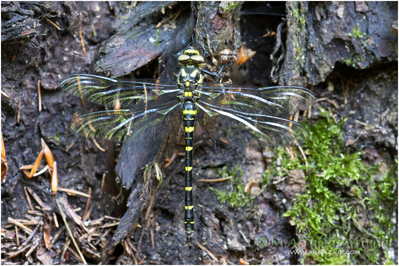 Cordulegaster bidentata photo 2