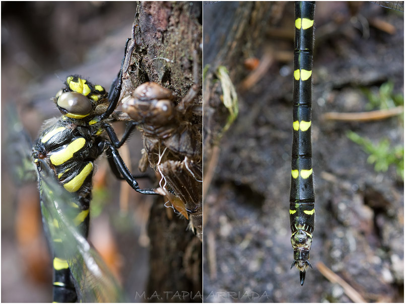 Cordulegaster bidentata photo 3