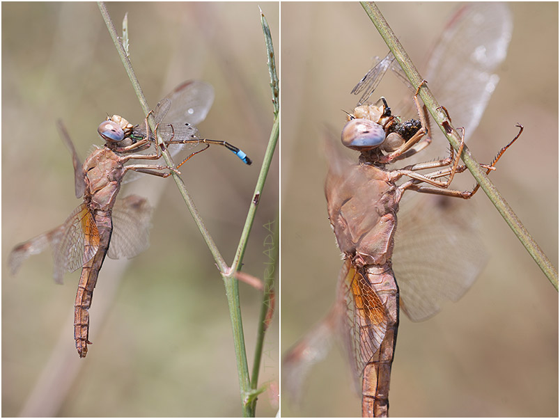 Crocothemis erythraea 1 Crocothemis erythraea photo 1