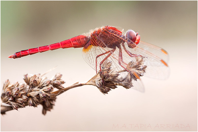 Crocothemis erythraea 10 Crocothemis erythraea photo 10