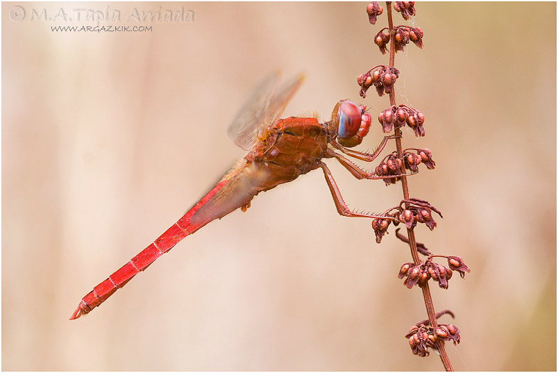 Crocothemis erythraea 10 Crocothemis erythraea photo 10