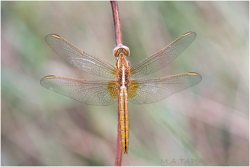 Crocothemis erythraea 2 Crocothemis erythraea photo 2