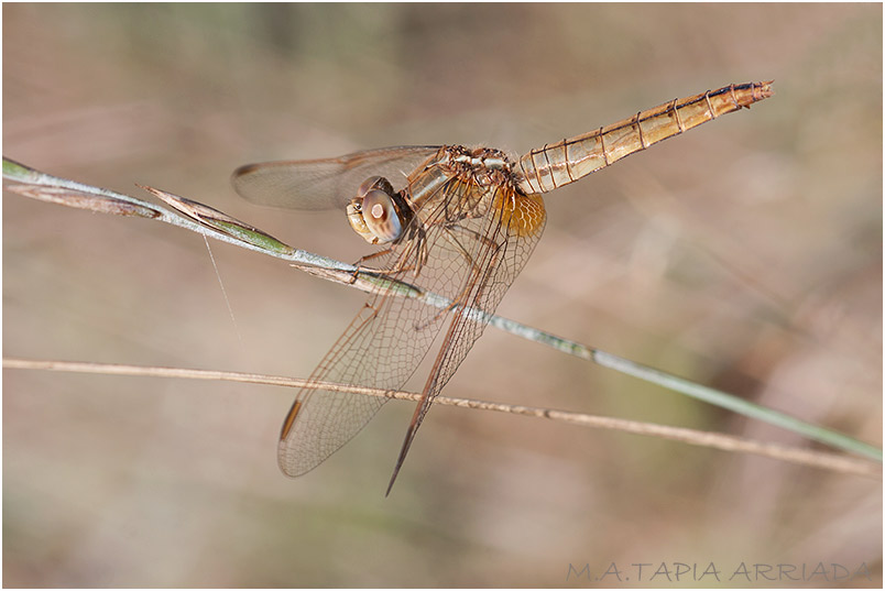 Crocothemis erythraea 3 Crocothemis erythraea photo 3