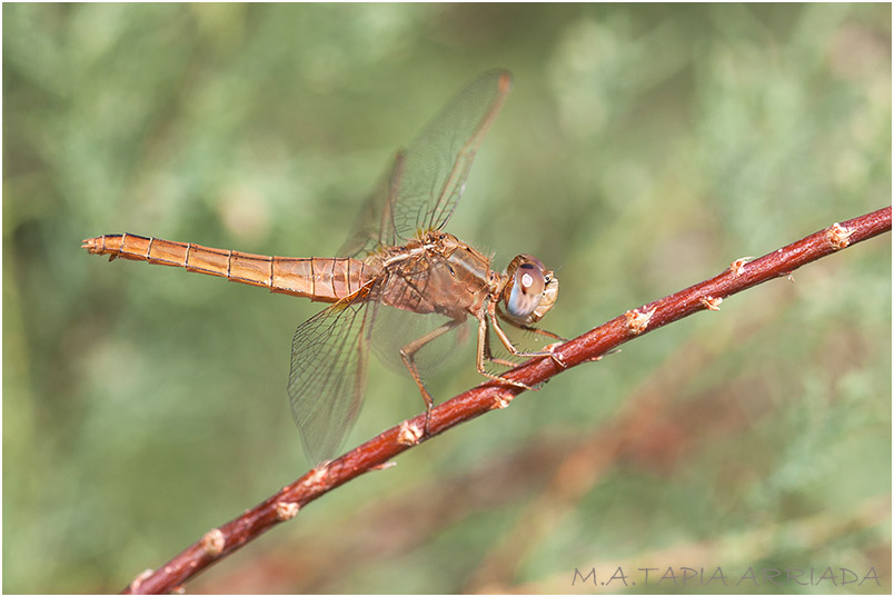 Crocothemis erythraea 4 Crocothemis erythraea photo 4