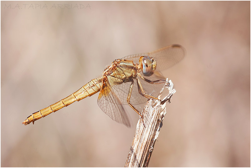 Crocothemis erythraea 5 Crocothemis erythraea photo 5