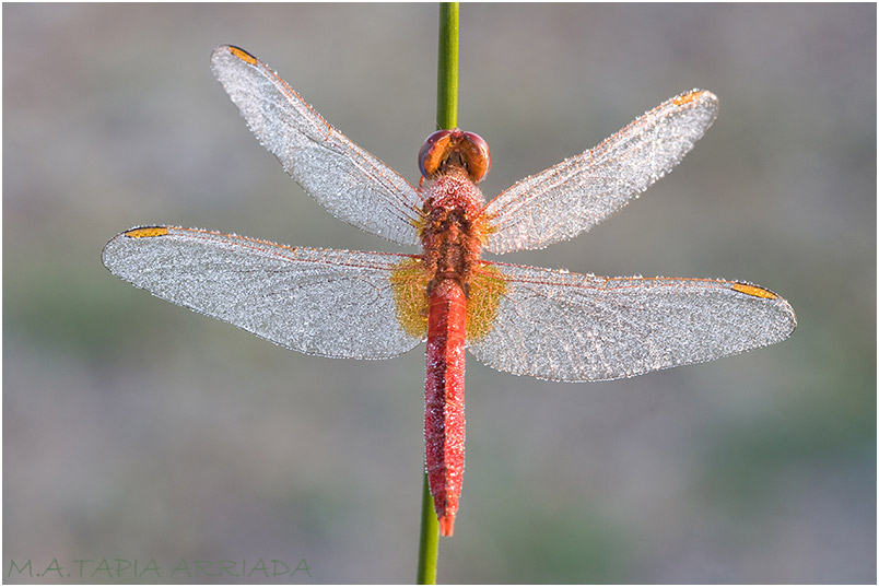 Crocothemis erythraea 6 Crocothemis erythraea photo 6