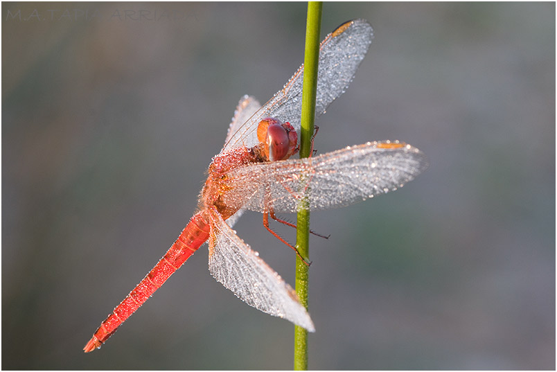 Crocothemis erythraea 7 Crocothemis erythraea photo 7