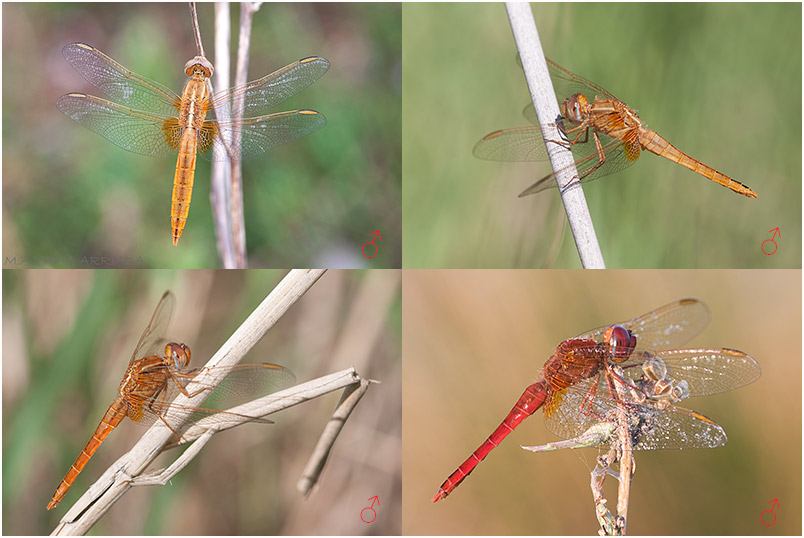 Crocothemis erythraea 8 Crocothemis erythraea photo 8
