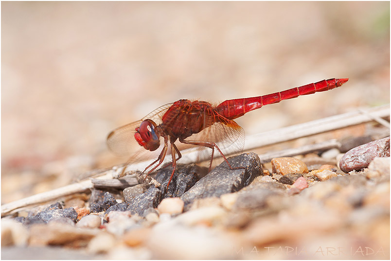 Crocothemis erythraea 9 Crocothemis erythraea photo 9