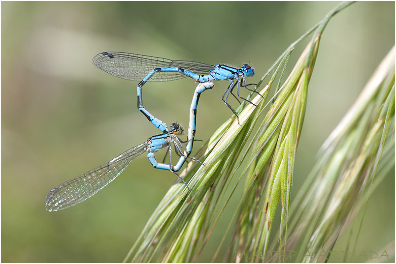 Enallagma cyathigerum photo 10