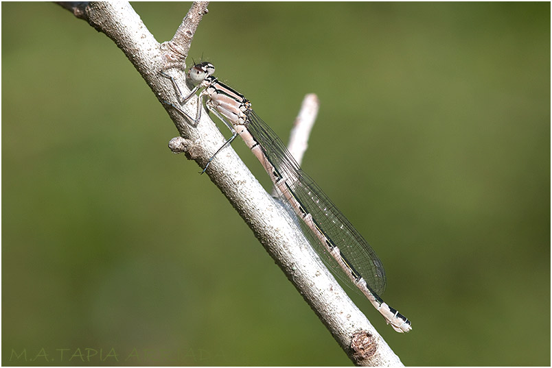 Enallagma cyathigerum photo 2
