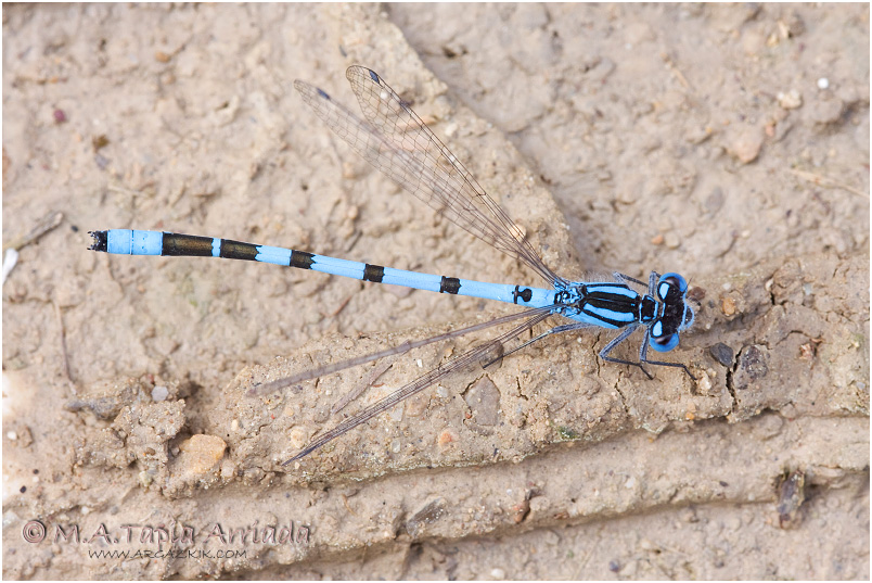 Enallagma cyathigerum photo 5