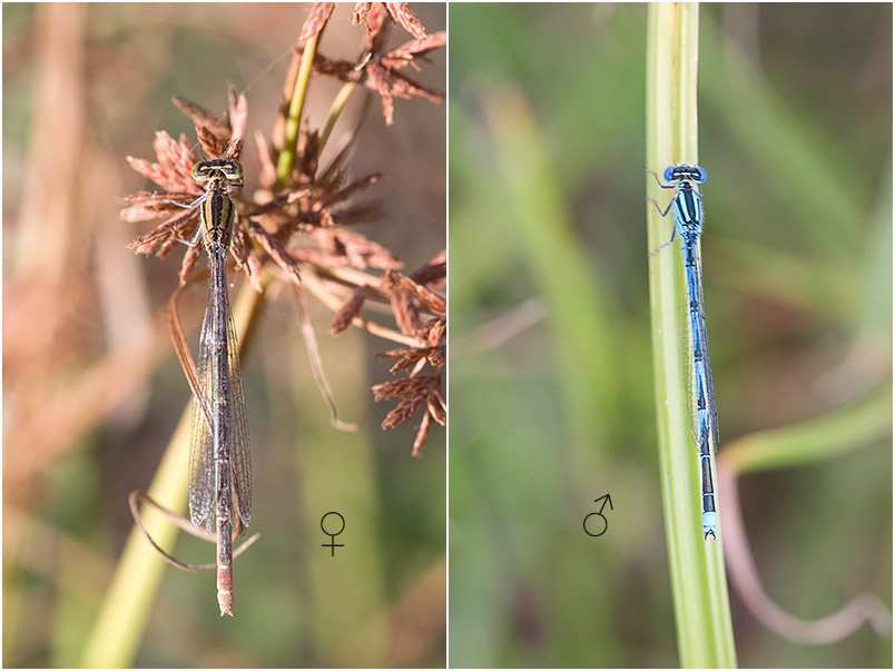Erythromma lindenii photo 1