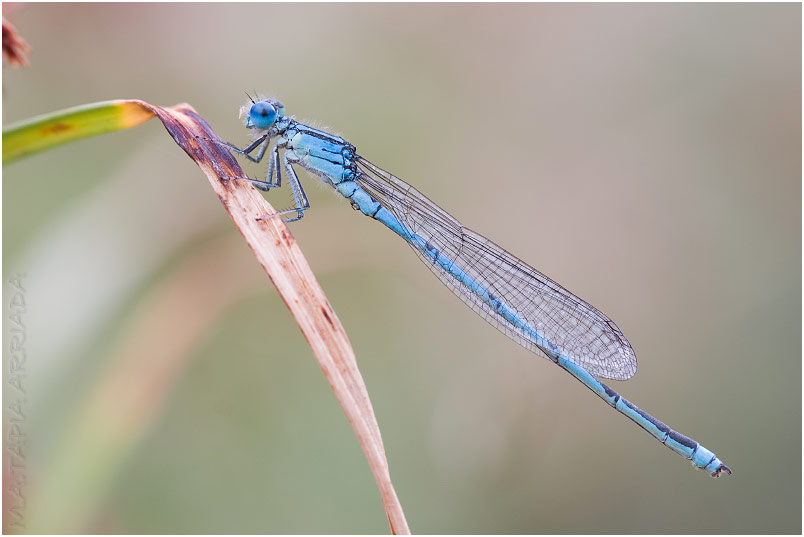 Erythromma lindenii photo 1