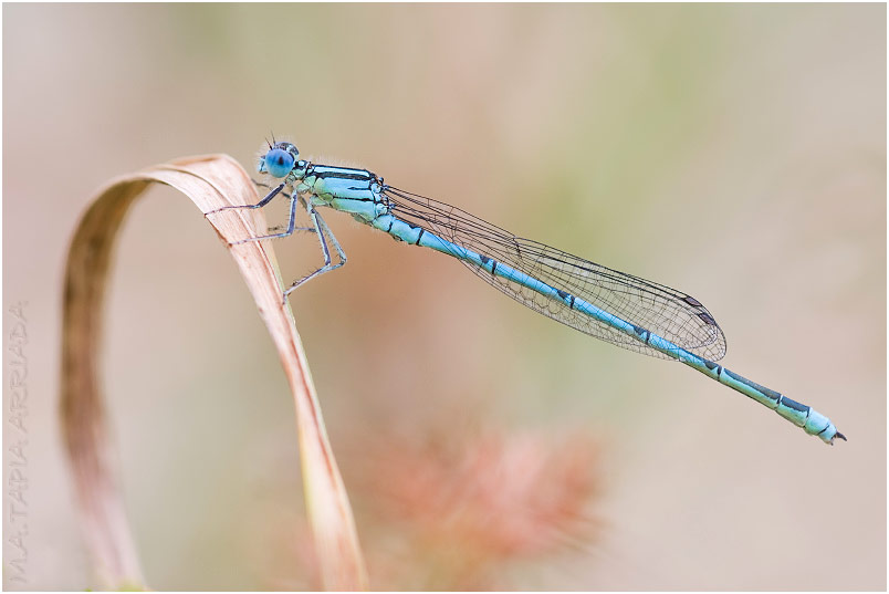 Erythromma lindenii photo 2
