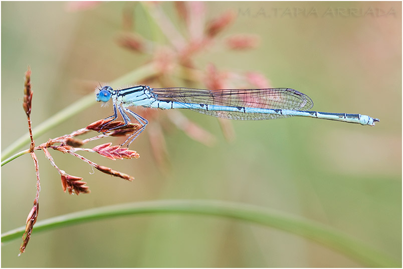 Erythromma lindenii photo 3
