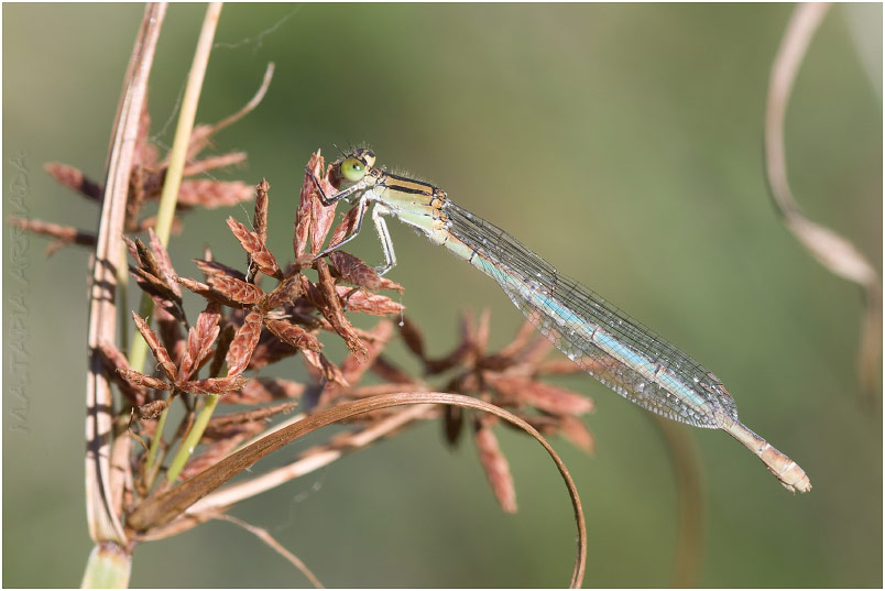 Erythromma lindenii photo 4