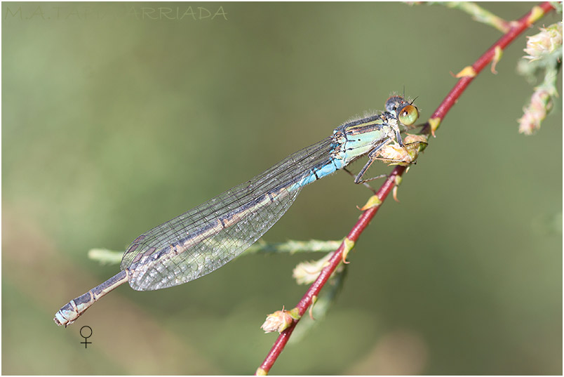 Erythromma viridulum 1 Erythromma viridulum photo 1